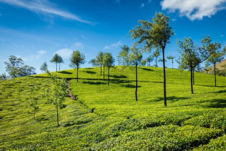 Foto de Plantaciones de té verde indio en Munnar, Kerala, India - Imagen libre de derechos