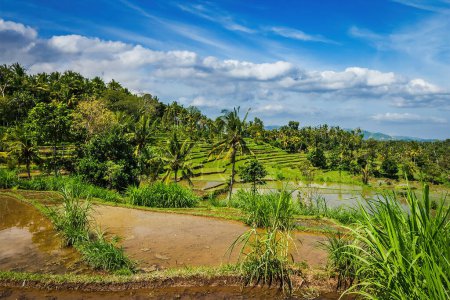 Photo for Green rice terraces on Bali island - Royalty Free Image