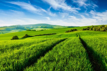 Photo for Rolling summer landscape with green grass field under blue sky - Royalty Free Image