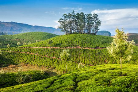 Photo for Kerala India travel background - green tea plantations in Munnar, Kerala, India - tourist attraction - Royalty Free Image