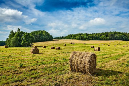 Téléchargez les photos : Contexte agricole - Balles de foin sur le terrain en été - en image libre de droit