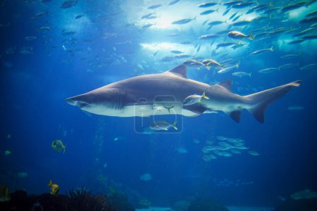 Tiburón tigre de arena Carcharias taurus, tiburón nodriza gris, tiburón de dientes andrajosos manchado con escuela de gato ojo de caballo bajo el agua en el mar