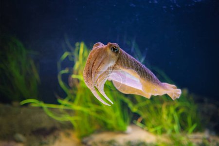 Photo for The Common (European) Cuttlefish (Sepia officinalis) underwater in sea - cephalopod, related to squid and octopus - Royalty Free Image