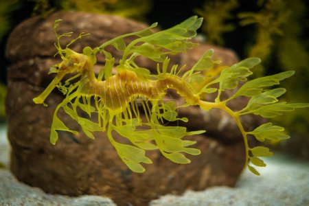Foto de Leafy Seadragon Phycodurus eques o Glauert 's seadragon peces marinos bajo el agua - Imagen libre de derechos