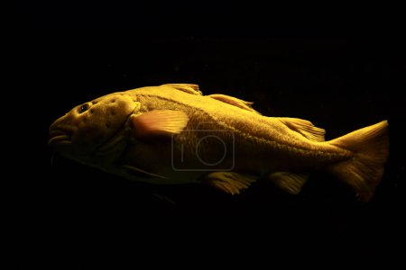 Foto de Bacalao atlántico Gadus morhua peces en el mar bajo el agua - Imagen libre de derechos