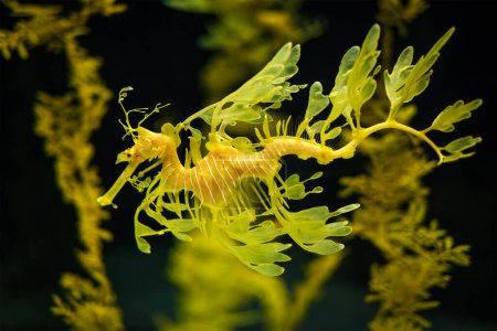 Foto de Leafy Seadragon Phycodurus eques o Glauert 's seadragon peces marinos bajo el agua - Imagen libre de derechos