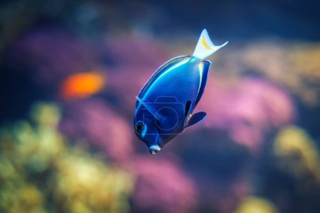 Téléchargez les photos : Poisson-chirurgien bleu poudre Acanthurus leucosternon alias poisson-tang bleu poudre sous-marin en mer - en image libre de droit