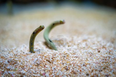 Foto de Anguila de jardín manchada, peces hassi Heteroconger en el fondo de arena marina - Imagen libre de derechos