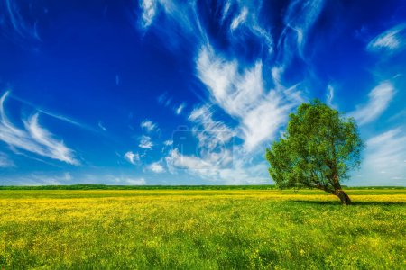 Foto de Fondo de primavera verano flores florecientes campo de hierba verde paisaje del prado bajo el cielo azul con un solo árbol solitario - Imagen libre de derechos