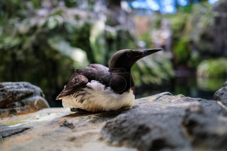 Foto de Inca Tern Larosterna Inca bird close up - Imagen libre de derechos