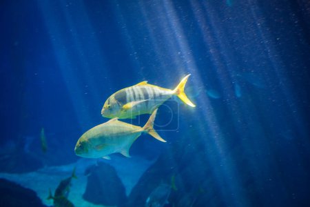Foto de Golden jack Gnathanodon speciosus aka golden trevally, golden kingfish, banded trevally, king trevally fish underwater in sea - Imagen libre de derechos