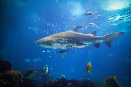 Tiburón tigre de arena Carcharias taurus, tiburón nodriza gris, tiburón de dientes andrajosos manchado con escuela de gato ojo de caballo bajo el agua en el mar