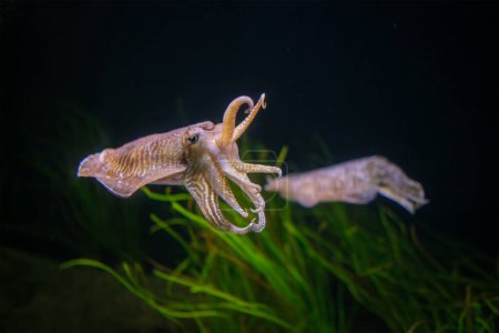 La seiche commune (européenne) (Sepia officinalis) sous-marine en mer - céphalopode, liée au calmar et à la pieuvre