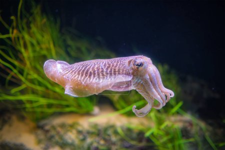 La seiche commune (européenne) (Sepia officinalis) sous-marine en mer - céphalopode, liée au calmar et à la pieuvre
