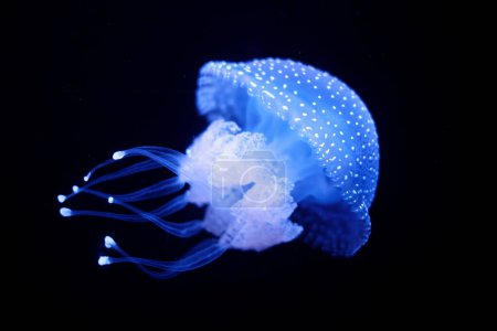 Photo for Tropical Jellyfish Phyllorhiza punctata white-spotted jellyfish aka floating bell, Australian spotted jellyfish underwater - Royalty Free Image