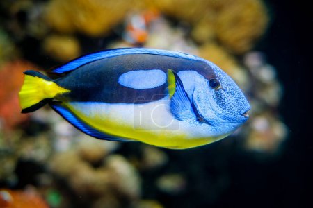 Téléchargez les photos : Palette bleue poisson chirurgien Paracanthurus hepatus aka poisson tang bleu sous-marin en mer - en image libre de droit