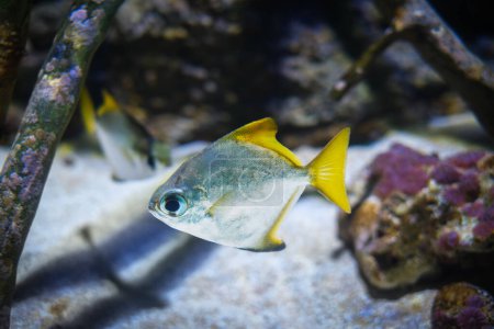 Silbermondfisch Monodactylus argenteus aka Silbermondfisch, Silbermondfisch, Goldbrasse oder Diamantfisch unter Wasser im Meer