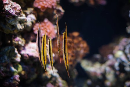 Foto de Razorfish Aeoliscus strigatus, también conocido como pez espada, pez espada articulado o pez luna submarino en el mar - Imagen libre de derechos