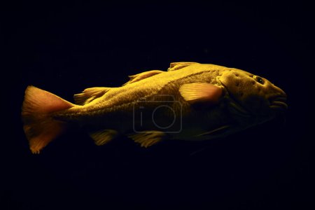 bacalao atlántico Gadus morhua peces en el mar bajo el agua