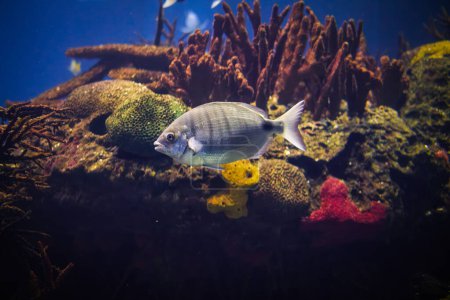 Photo for Sargo or white seabream Diplodus sargus fish underwater in sea - Royalty Free Image