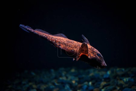 Téléchargez les photos : Ratfish tacheté Hydrolagus colliei poisson sous-marin dans la mer - en image libre de droit