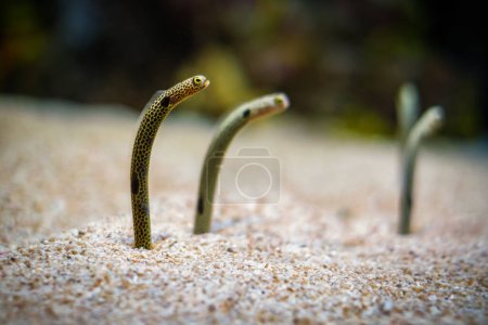Anguila de jardín manchada, peces hassi Heteroconger en el fondo de arena marina