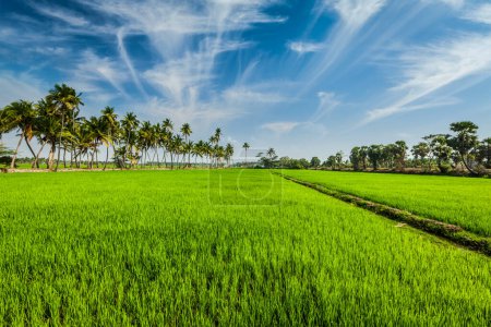 Photo for Rural Indian scene - rice paddy field and palms. Tamil Nadu, India - Royalty Free Image
