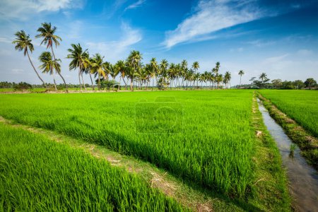 Foto de Escena rural india - arrozal y palmeras. Tamil Nadu, India - Imagen libre de derechos