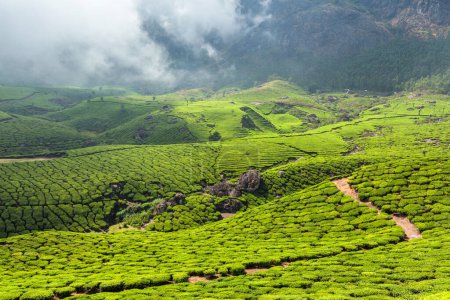 Photo for Evergreen Tea plantations of indian tea, Munnar, Kerala, South India - Royalty Free Image