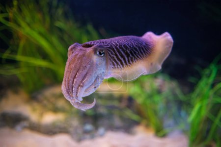 The Common (European) Cuttlefish (Sepia officinalis) underwater in sea - cephalopod, related to squid and octopus