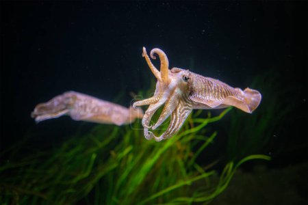 La sepia officinalis (sepia officinalis) submarina en el mar - cefalópodo, relacionada con el calamar y el pulpo