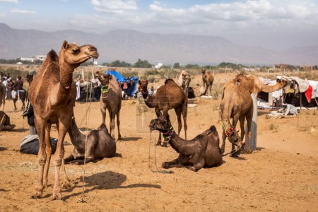 Photo for Camels at Pushkar Mela (Pushkar Camel Fair). Pushkar, Rajasthan, India - Royalty Free Image