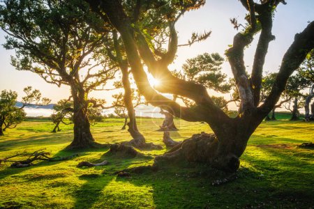 Des arbres centenaires dans la fantastique forêt magique idyllique de Fanal Laurisilva au coucher du soleil. Île de Madère, Portugal