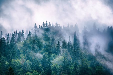 Téléchargez les photos : Misty brouillard paysage de montagne avec forêt de sapins et copyspace dans le style vintage rétro hipster - en image libre de droit