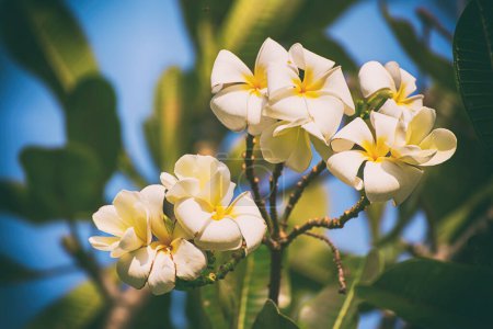 Photo for White plumaria flowers in tropical island. Thailand traditional flower, spa and relaxation concept - Royalty Free Image