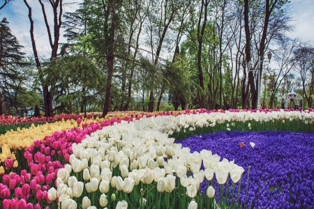 Festival traditionnel des tulipes dans le parc Emirgan, un parc urbain historique au printemps