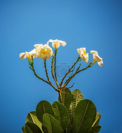 Photo for White plumaria flowers in tropical island against blue sky background. Thailand traditional flower, spa and relaxation concept - Royalty Free Image