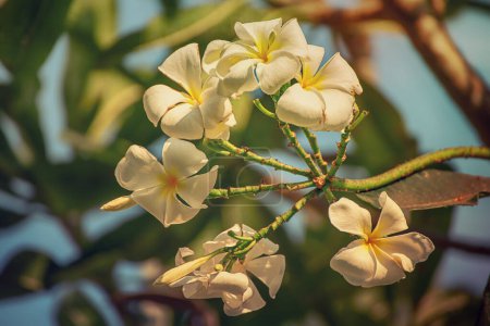 Photo for White plumaria flowers in tropical island. Thailand traditional flower, spa and relaxation concept - Royalty Free Image