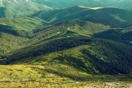 Téléchargez les photos : Montagnes des Carpates paysage d'été, fond naturel saisonnier avec des collines verdoyantes - en image libre de droit