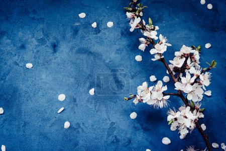 weiße Aprikosenfrühlingsblumen auf dunkelblauem Grunge-Hintergrund mit Copyspace. Saison- und Grußkonzept.