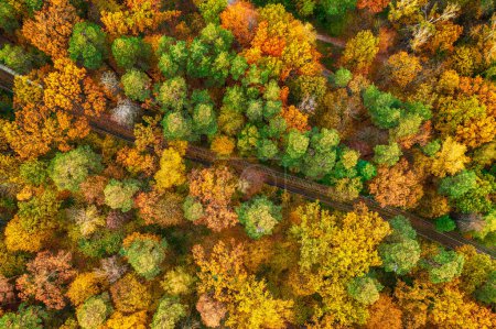 Foto de Colourful autumn forest form above with tram line, captured with a drone. Natural seasonal landscape background. - Imagen libre de derechos