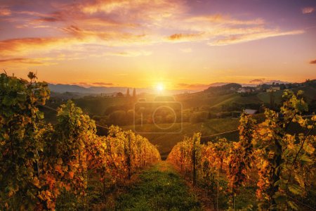 Krajobraz z jesiennymi winnicami i słonecznymi liśćmi na gałęziach wina, naturalne rolnicze tło w Słowenii koło Mariboru. Droga wina o zachodzie słońca