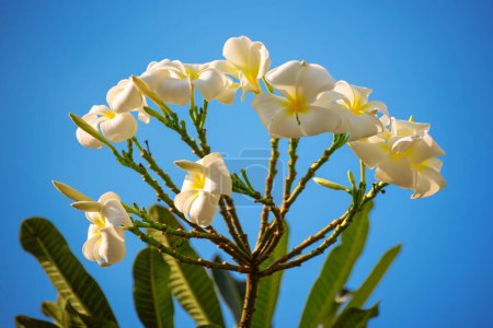 Photo for White plumaria flowers in tropical island against blue sky background. Thailand traditional flower, spa and relaxation concept - Royalty Free Image