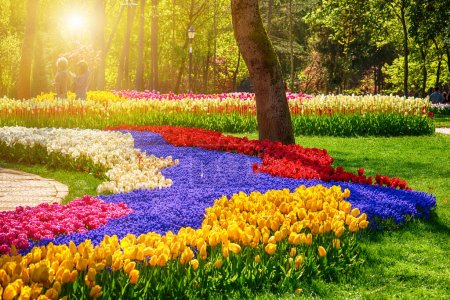 Beautiful colorful flowers at traditional Tulip Festival in Emirgan Park, a historical urban park at springtime, spring travel background
