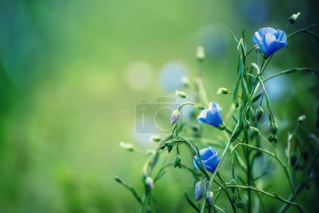 Wild blue flax background. Flax field flowering, seasonal herbal natural concept