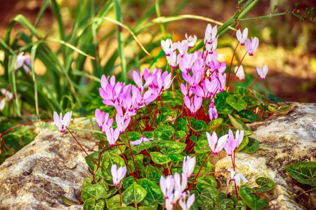 Chypre cyclamens roses fleurs poussant dans la nature au printemps