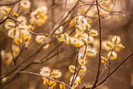 Foto de Rama de sauce floreciente en primavera, fondo de Pascua vintage soleado estacional - Imagen libre de derechos