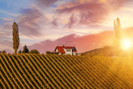 Photo for Beautiful vineyards at sunset of Stajerska Slovenia, wine producing area. View of green vineyards, rolling hills, houses, cellars. Steyer wine area. Natural agricultural landscape. - Royalty Free Image