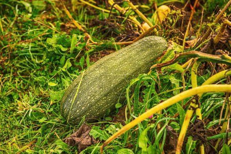 Photo for Green zucchini in the field. Single squash growing in the garden at autumn - Royalty Free Image