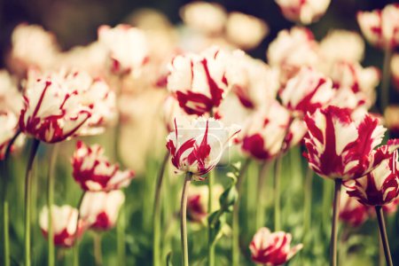 Téléchargez les photos : Prairie printanière avec des fleurs de tulipes rouges et blanches, fond floral saisonnier - en image libre de droit